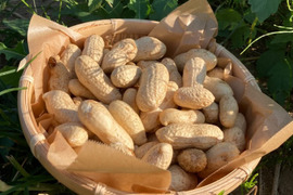 おおまさりの通販｜落花生・ピーナッツ｜食べチョク｜産地直送