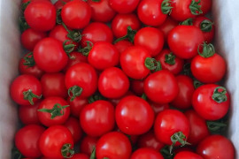 パクパク食べちゃう美味しいミニトマト『みや娘(みやっこ)』🍅(1kg)