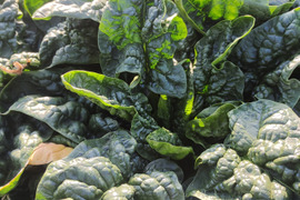 [なゆた農場]寒締め縮みほうれん草0.8kg