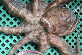 中小１ｋｇ（約2杯）旨いマダコ タコ 真蛸 宮城県産 活〆発送です。まだこ たこ タコ刺し身 刺身 オクトパス タコ焼きにも タコ焼き タコから揚げ タコ唐揚げ