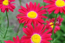 2個セット クリサンセマム ロビンソンレッド イングリッシュガーデン 花苗 多年草 宿根草