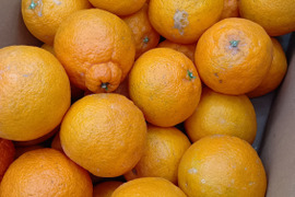 不知火（小玉・加工用）【9.3kg】