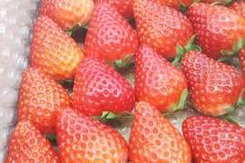 【内容量約1000g】【1～8日以内に発送！風味豊かで味が濃く抜群に美味しい品種スターナイト・きらぴ香いちご】