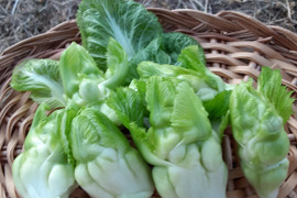 春告げ野菜「祝蕾と訳あり葉ニンニク」のセット