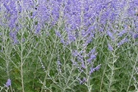 2個セット ロシアンセージ （ペロフスキア） タイガ ハーブ苗 宿根草 多年草