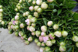 【日付指定不可】 農家直送！芍薬(シャクヤク）滝の粧 10本セット  母の日 しゃくやく  お花 はな 生花 切花