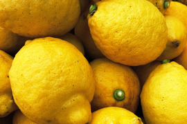 The citrus【LEMON】熱海レモン 約14kg