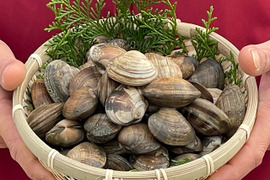 完全国産活あさり【さりひめ】1kg