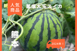 【金の土】期間限定！熊本県植木産スイカ！！《篤壌シリーズ》(Lサイズ7kg)