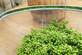 【予約商品】清々しい香り！実山椒300g  （かやぶきの里・
京都・美山産 栽培期間中農薬不使用）