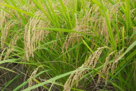 静岡県産玄米5ｋｇ（農薬・化学肥料不使用）2022年10月収穫