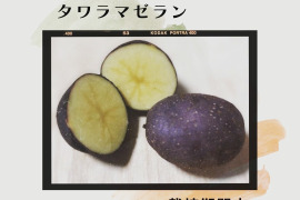 ねっとりクリーミーなじゃがいも、タワラマゼラン(5kg）