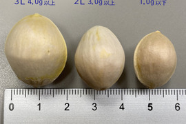 絶対食べてみたい!希少大粒ぎんなん藤九郎 ふっくらモチモチ!うまみたっぷり( 500g)【10/20頃から発送です!】