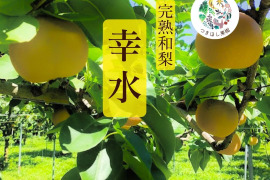 【樹上完熟】山形県産『幸水』 3.2㎏以上（大玉）