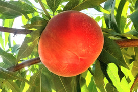 まどか🍑数量限定🍑中晩生種🍑朝採り🍑【自宅用】訳あり品🍑8月上旬頃から収穫予定🍑