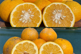箱込み4kg 紅河内晩柑&甘夏　栽培期間中に農薬、化学肥料不使用 柑橘セット【柑橘食べ比べ】