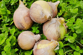 大豊作！玉ねぎ 約10kg 内容量約9.9キロ 埼玉県加須市 遠藤農園