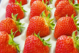 生食できる夏イチゴ 6月～11月発送 秋田県産 なつあかり 夏のしずく ご自宅用 ケーキやスイーツに レギュラーサイズ 6トレー 1800g