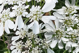 2個セット オルラヤ （オルレア グランデフロラ） ホワイトガーデン イングリッシュガーデン 花苗 花壇苗