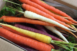 寒さであま〜くなったよ！見た目も楽しい♩カラフルにんじん（約1.8kg）