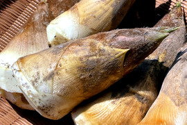 【2026年産】旬の天然タケノコ3kg（富山県氷見産 / ふるさと納税可）/ 栽培期間中、農薬・化学肥料・除草剤不使用［朝掘り採れたて発送］