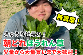 農薬不使用とれたて朝どり【ほうれん草】25袋／常温配送