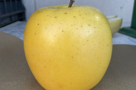 さっぱり系りんご シナノゴールド (B品りんご２㎏)