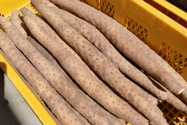 【鳥取県産】とろける触感 砂丘ながいも 10kg