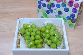 【贈答用】温室栽培シャインマスカット　2房（1.1Kｇ以上）