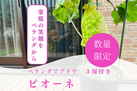 【数量限定】ベランダでブドウ！　【ピオーネ】　３房　苗ごと