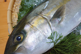 【贅沢ﾊﾟｯｸ】養殖カンパチ1尾＆養殖ウマヅラハギ4尾 /箱