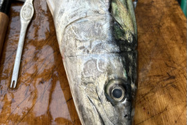 「今が旬・三河湾×伊勢湾【鰆】脂7%個体2.5kg±個体 半身　真空便｜敬老の日 プレゼント／ BBQ／サワラ，脂あり【秋ギフト】
