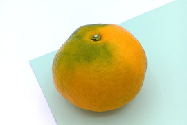 極早みかん 【ビッグサイズ 1.8kg】