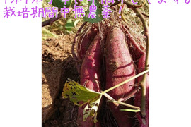 甘みたっぷり！熟成紅はるか　5ｋｇ