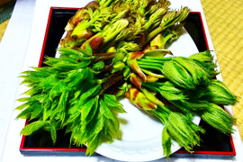 ❮天然❯春の山菜3点セット