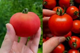 【2種食べ比べ】北海道壮瞥町産 中玉トマト ラビットゴッホ＆スイート 約3.7kg