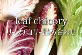 富山県産 リーフチコリー アソート 4個入り トレビス プレコーチェ トレビスローザ カステルフランコ他