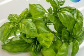 伊勢志摩産！水耕栽培スイートバジル 有機種子使用 100ｇ