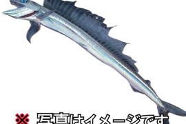 【珍魚】ミズウオ 【奇食】オマケ付き