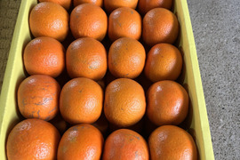 完熟タンカン　ご家庭用（5kg）
