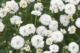 2個セット アキレア ノブレッサ ホワイトガーデン 宿根草 多年草