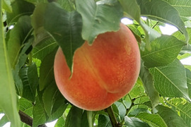 暁星(ぎょうせい)3kg【自宅用】訳あり品🍑数量限定🍑【朝どれ】直送🍑朝採り🍑硬い桃🍑ジューシーでパリパリ甘い&酸味も少🍑早生品種🍑7月中旬頃～収穫予定🍑あかつきより早く食べたい方へ