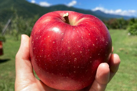 初出品サービス価格【朝採り当日発送】つがる5kg箱☆さわやかな甘さの定番夏りんご☆無選別規格（4.5kg〜5kg＝16~20玉目安）※化学合成農薬40%以上削減栽培