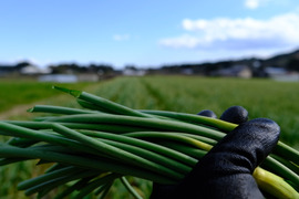 一度食べてほしい綾町産有機ニンニクの芽（500ｇ）