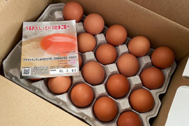 デビューしました！初生みたまご