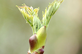 採れたて山菜「天然タラの芽200g 」天ぷら・パスタ等で　4/21発送します