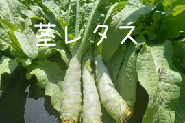茎レタス　2kg
