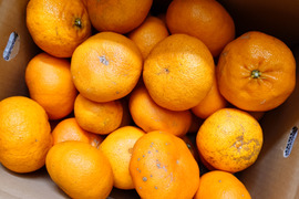 甘平 訳あり 10Kg