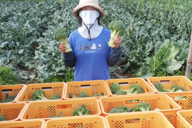 朝どれ ブロッコリー 約３Kg  ３Ｌサイズ ６個入り 収穫当日出荷