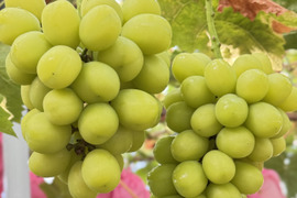 【華-HANA-】シャインマスカット 2房 約1.0kg｜糖度約20度｜日常にも贈り物にも使いやすい一箱　　 岡山県産 熨斗対応可